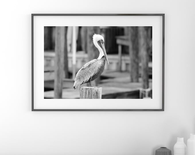 Pelican photo print, nautical wall art decor, beach photography, large picture, black and white paper or canvas 8x10 12x12 16x20 20x30 24x36