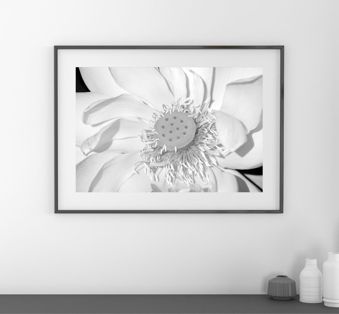 Lotus Flower Photo Print, Black and White Photography, B&W Wall Art ...