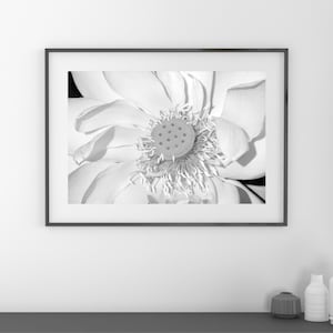 Lotus Flower photo print, black and white photography, B&W wall art, floral decor, Giant Lotus, paper or canvas picture, 5x7 8x10 to 32x48&quot;