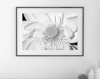 Lotus Flower photo print, black and white photography, B&W wall art, floral decor, Giant Lotus, paper or canvas picture, 5x7 8x10 to 32x48"