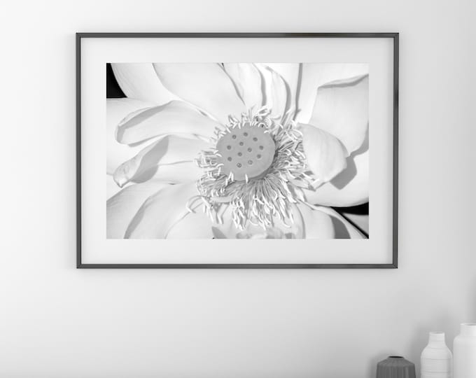 Lotus Flower photo print, black and white photography, B&W wall art, floral decor, Giant Lotus, paper or canvas picture, 5x7 8x10 to 32x48"