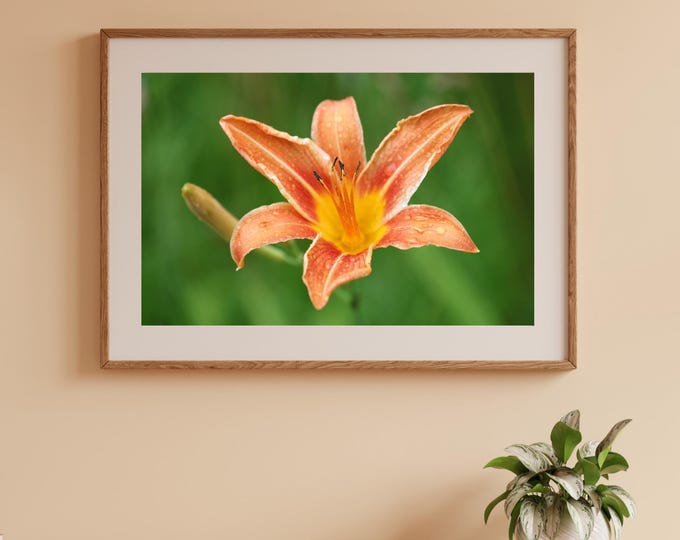 Orange Daylily print, day lily photo, flower photography, B&W art, black and white art, canvas picture, floral wall decor, 5x7 to 40x60"