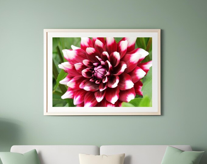 Dahlia print, red and white dahlia wall art, over the couch decor, Dahlia photo, floral decor, large floral canvas, 5x7 11x14 to 32x48"