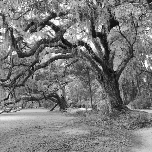 Live Oak trees photo print, black and white photography, oak tree wall art, picture of southern oaks, paper or canvas picture, 5x7 to 40x60"