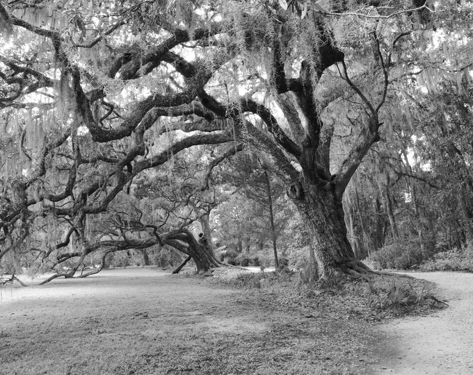 Live Oak trees photo print, black and white photography, oak tree wall art, picture of southern oaks, paper or canvas picture, 5x7 to 40x60"