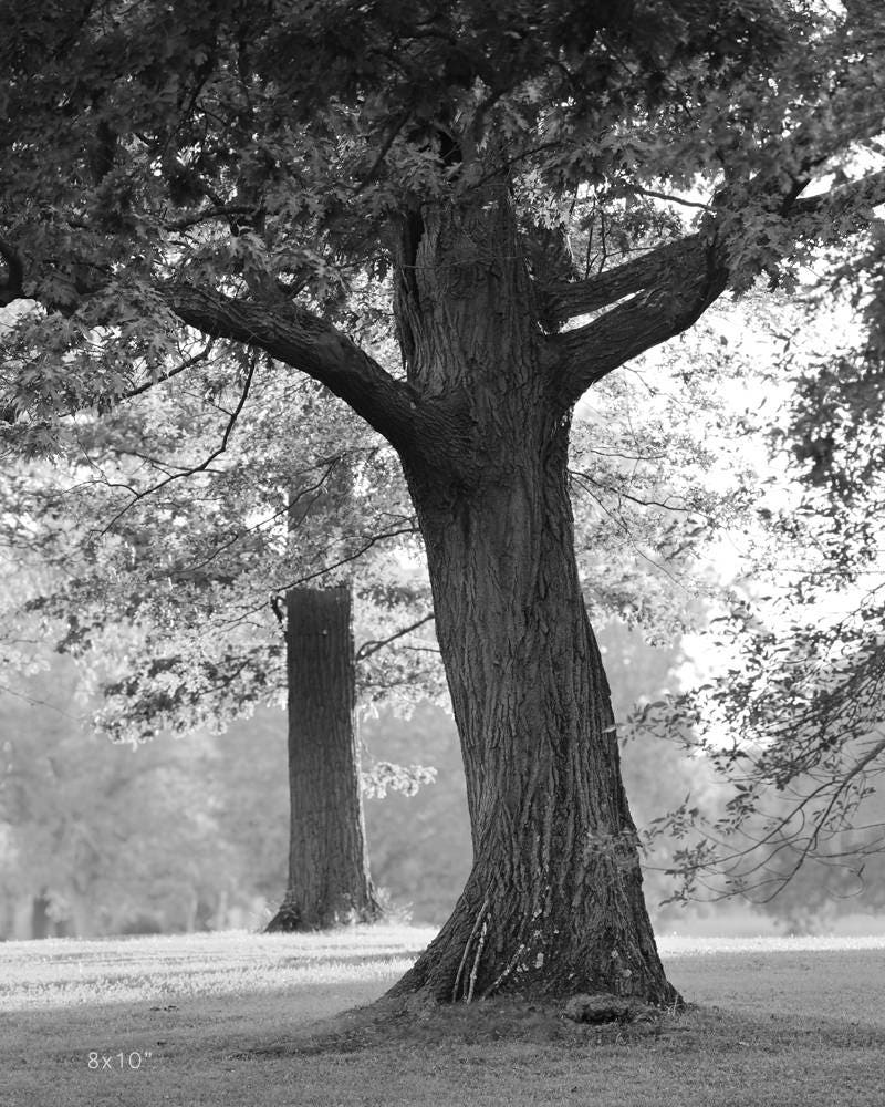 Oak Trees, VERTICAL photo print, black and white art photography, large