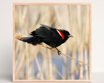 Blackbird on Territory, Singing bird wall art, Red-winged Blackbird print, bird wall decor, paper, canvas, nature photography, 5x7 to 16x24"