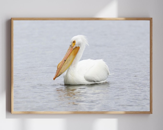 American White Pelican print, pelican decor, pelican in flight, bird wall art decor, bird photography, large pelican picture, 5x7 to 20x30"