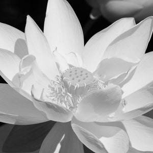 Lotus print, Giant Lotus flower photo, black and white photography, B&W wall art, floral decor, paper or canvas picture, 5x7 8x10 to 40x60&quot;