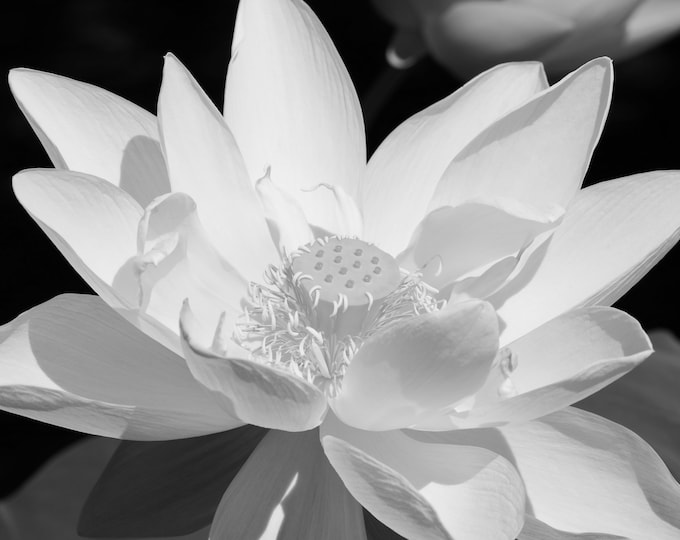 Lotus print, Giant Lotus flower photo, black and white photography, B&W wall art, floral decor, paper or canvas picture, 5x7 8x10 to 40x60"