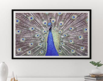 Impresión fotográfica de pavo real, imagen colorida, arte de pared azul, fotografía de aves, decoración de sala de estar, papel o lienzo, 5x7 8x10 a 24x36 32x48 pulgadas