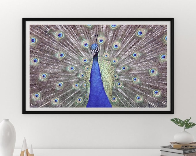 Peacock photo print, colorful picture, blue wall art, bird photography, living room decor, paper or canvas, 5x7 8x10 to 24x36 32x48 inches