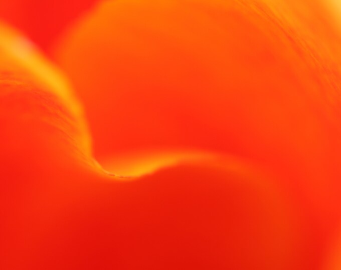 Abstract floral art, orange and yellow tulip print, flower photography, orange wall art, above bed art, canvas, 5x7 to 32x48"