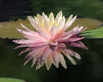 Water Lily print, flower reflection wall art, floral photography, over bed decor, above couch wall decor, large canvas art, 5x7 to 32x48"