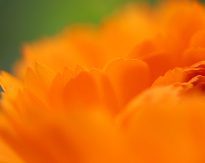 Marigold print, abstract floral art, orange wall decor, flower photography, floral wall art, above bed art, canvas, 5x7 to 32x48"