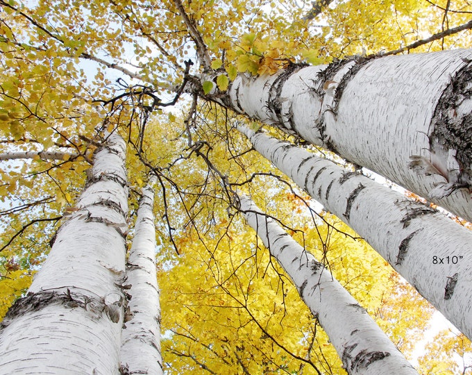 Birch trees art photography, Golden Canopy photo print, yellow tree wall art, birch trees picture, large canvas decor 5x7 8x10 20x30 30x45