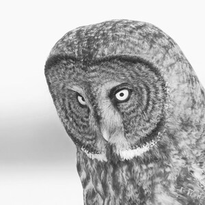 Puede incluir: Primer plano de un b&uacute;ho gris con penetrantes ojos amarillos. Las plumas del b&uacute;ho son suaves y esponjosas, y su pico es peque&ntilde;o y afilado.