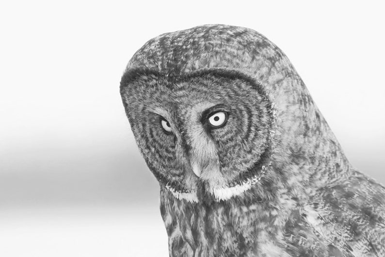 Puede incluir: Primer plano de un b&uacute;ho gris con penetrantes ojos amarillos. Las plumas del b&uacute;ho son suaves y esponjosas, y su pico es peque&ntilde;o y afilado.