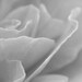 see more listings in the Flowers in B&W section