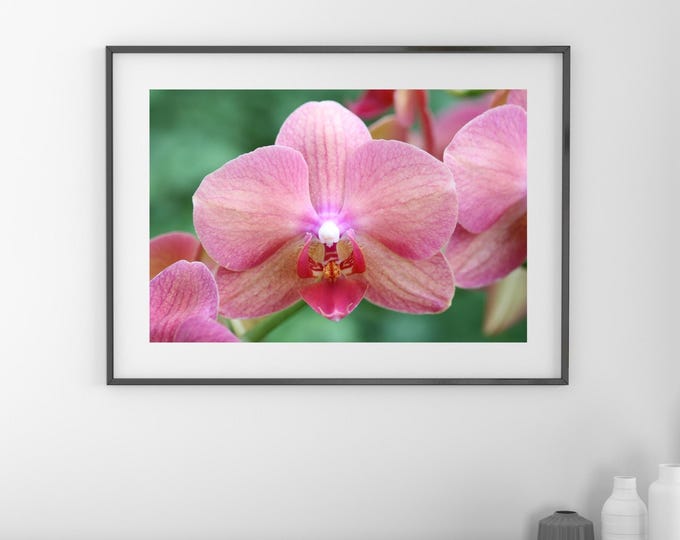 Pink Phalaenopsis Orchid print, pink orchid picture, orchid lover gift, pink floral wall art, above bed wall decor, over couch, 5x7 to 32x48