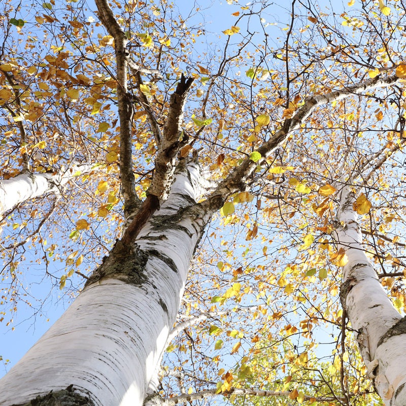 Birch Tree in color photo print, yellow white blue wall art, trees