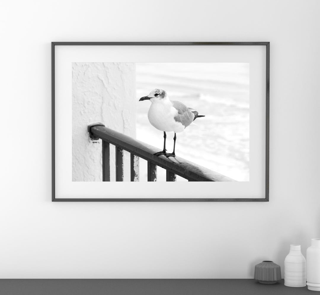Seagull Photo Print, Beach Wall Art Decor, Black and White Bird