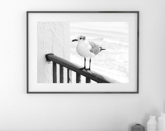 Seagull photo print, beach wall art decor, black and white bird photography, Laughing Gull picture, Mexico Beach, paper, canvas 5x7 to 24x36