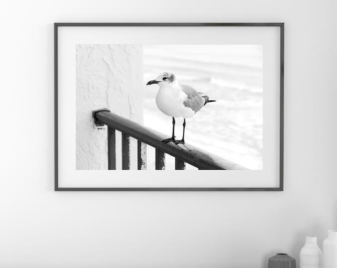 Seagull photo print, beach wall art decor, black and white bird photography, Laughing Gull picture, Mexico Beach, paper, canvas 5x7 to 24x36