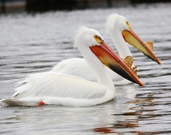 White Pelican print, pelican decor, pelican wall art, bird decor, wildlife photography print, pelican picture, large canvas, 5x7 to 32x48"