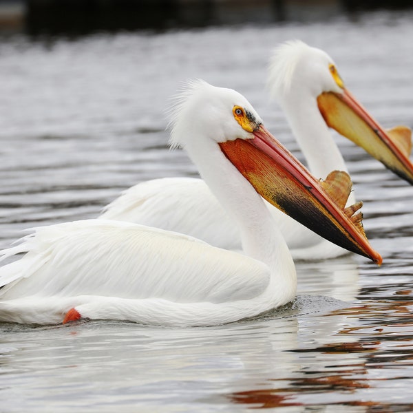 White Pelican print, pelican decor, pelican wall art, bird decor, wildlife photography print, pelican picture, large canvas, 5x7 to 32x48"