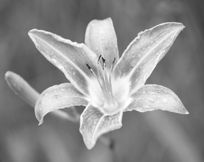 Orange Daylily print, day lily photo, flower photography, B&W art, black and white art, canvas picture, floral wall decor, 5x7 to 40x60"