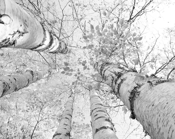 Birch Tree Canopy print, Door County photo decor, black and white picture, birch tree wall art, large birch trees canvas, 5x7 to 40x60"