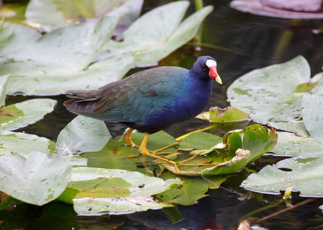 Purple Gallinule Print, Florida Bird Wall Art, Colorful Bird Photos