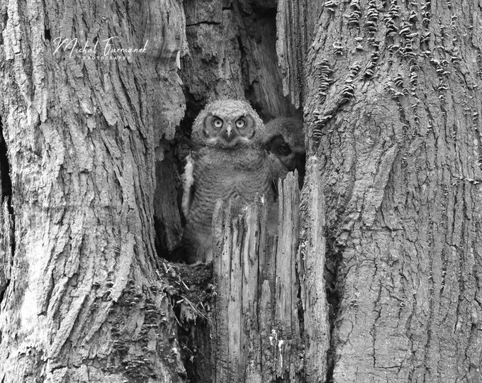 Great Horned Owlets photo print, black and white nature photography, owl picture, paper or canvas decor, birds wall art, 5x7 8x10 to 16x24"