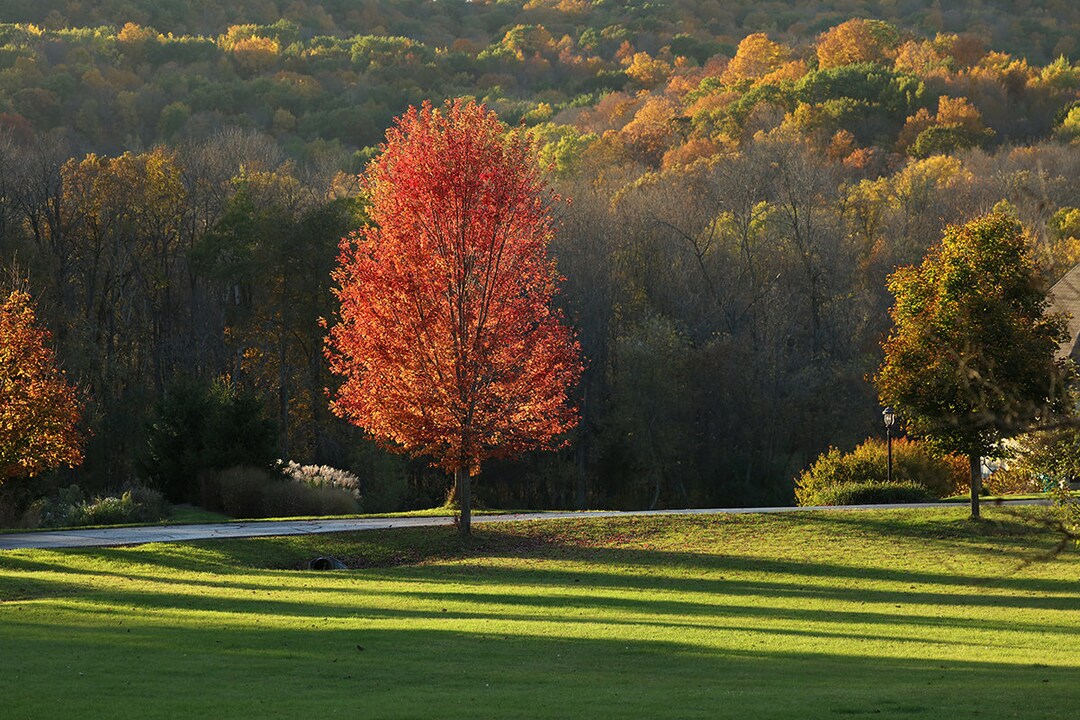 Fall Red Maple Tree Photo Print, Tree Photography Art, Large Tree Wall ...