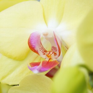 Phalaenopsis Orchid print, yellow orchid in bloom, floral wall art, flower photography, over the couch art, above bed decor, 5x7 to 32x48&quot;