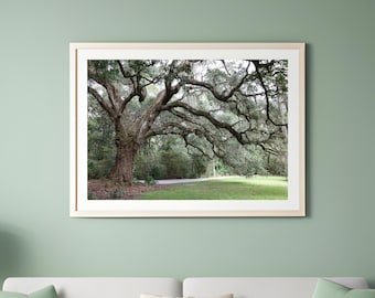 Live Oak Tree photo print, color or black and white photography, large South Carolina wall art decor, paper or canvas picture, 5x7 to 40x60"