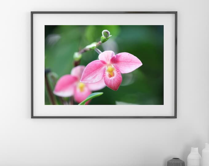 Pink Lady's Slipper Orchid print, Paphiopedilum orchid picture, coral orchid lover gift, large over bed decor, floral wall art, 5x7 to 40x60