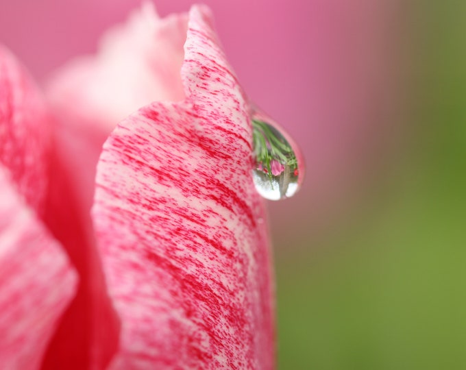 Pink Tulip print with water droplet reflection, floral photo, pink wall art, flower photography, floral decor, large canvas, 5x7 to 32x48"