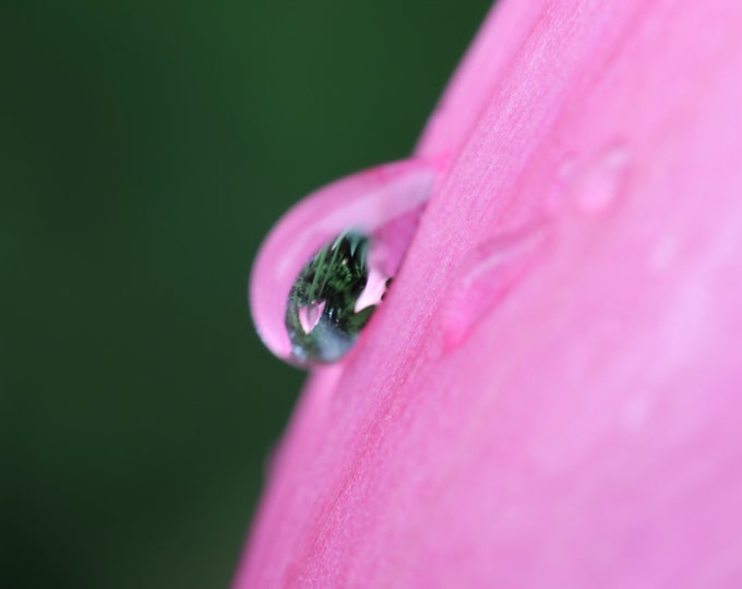 Pink Tulip print with water droplet reflection, floral photo, pink wall art, flower photography, floral decor, large canvas, 5x7 to 32x48"