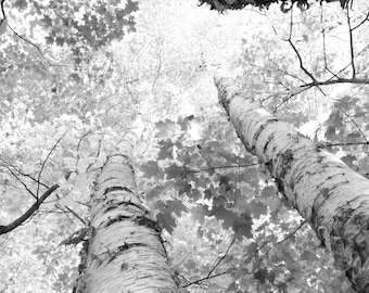 Winding Birch Trees photo print, black and white trees photography art, large picture wall decor, paper canvas 8x10 12x12 20x30 24x36 40x60