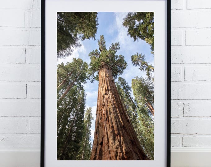 Giant Sequoia print, General Grant, black and white tree photography, redwood photo, vertical wall art, large picture, 5x7 to 40x60"
