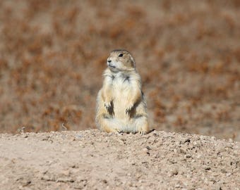 Prairie dog photo print, American West photography decor, nursery wall art, National Park picture, gift for a child, 5x7 to 24x36"