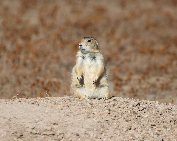 Prairie dog photo print, American West photography decor, nursery wall art, National Park picture, gift for a child, 5x7 to 24x36"