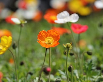 Poppies wall art, poppy print, colorful flowers, framed picture, flowers on canvas, floral photography, summer wall decor, 5x7 to 32x48"