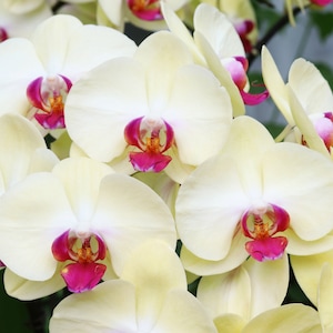 Yellow Orchid print, Phalaenopsis orchid wall art, floral photography, orchid lover gift, above couch art, feminine wall art, 5x7 to 32x48&quot;