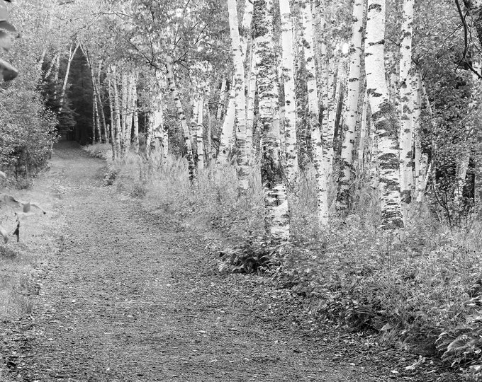 Birch Trees photography, black and white print, trail/ road through birch woods, forest art, tree canvas wall art 5x7 8x10 11x14 20x30 24x36