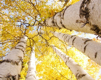 CANVAS PRINT, 20x30" Birch Trees Canopy in color, Golden Canopy picture, large wall art, yellow/ gold decor