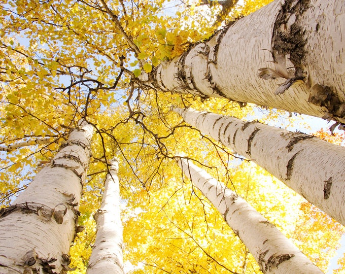 CANVAS PRINT, 20x30" Birch Trees Canopy in color, Golden Canopy picture, large wall art, yellow/ gold decor