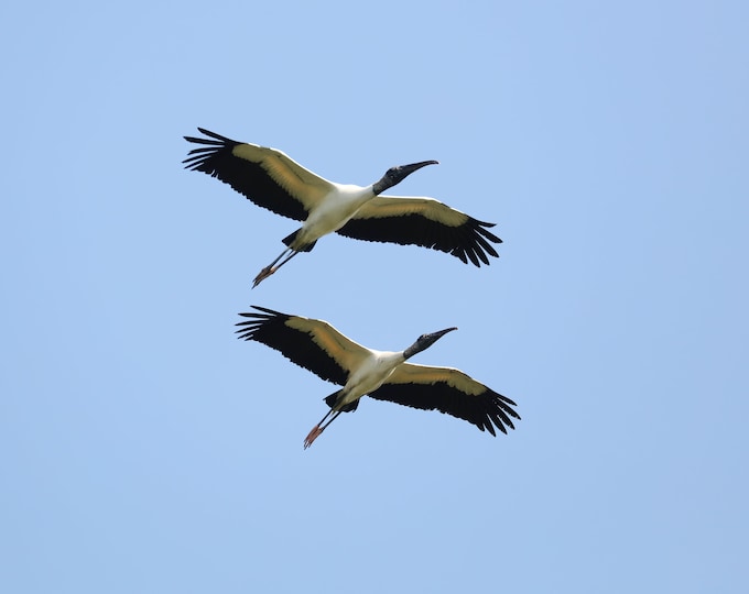 Wood Storks photo print, pair of wood storks in flight, bird wall art, Florida decor, Everglades wall art, bird photography, 5x7 to 32x48"